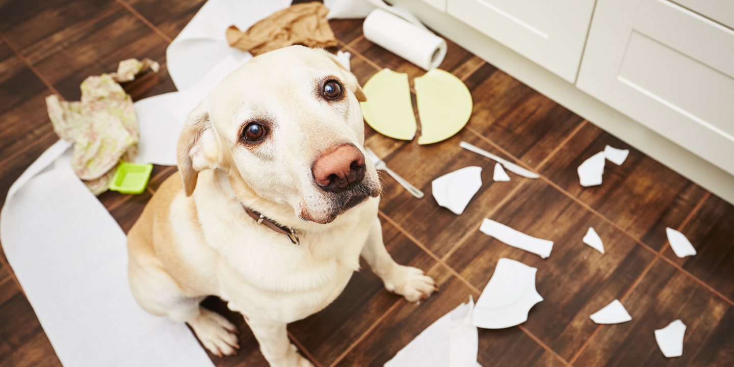 Nouveau cours gratuit – Six étapes simples pour résoudre les problèmes de comportement de votre chien