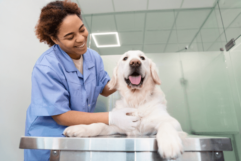 vraiment pour lancer une clinique vétérinaire