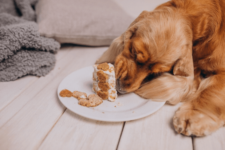 Comment j'ai découvert la clé de la santé et du bonheur de mon chien - Pibbles et plus de sauvetage d'animaux