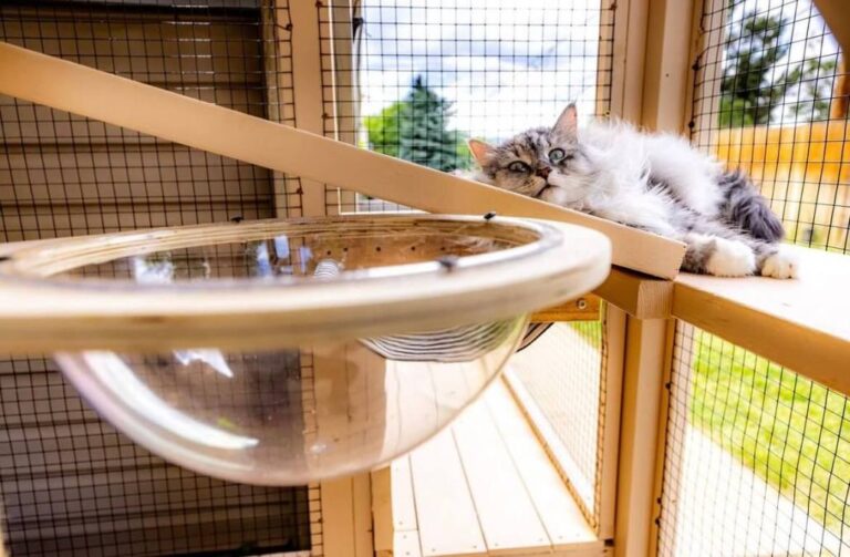 Pourquoi un Catio est le meilleur investissement