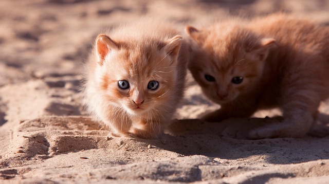 Comment joncher la formation d'un chaton: Guide complet étape par étape