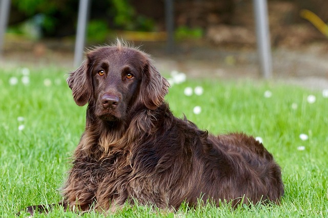 Chiens comme animaux de compagnie - Animaux intéressants