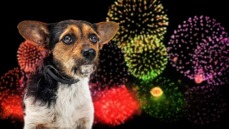 Jour de la dépendance des chiens