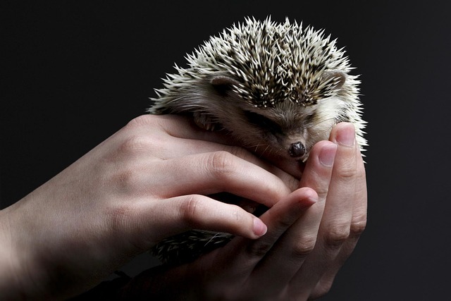 Guide complet des conseils de soins pour animaux de compagnie Hedgehog