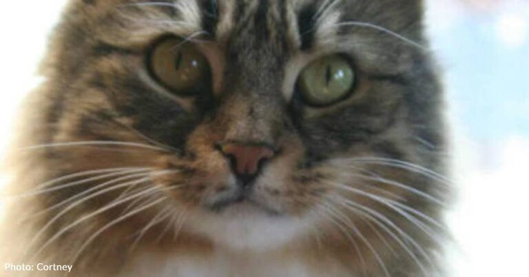 Le chat saute