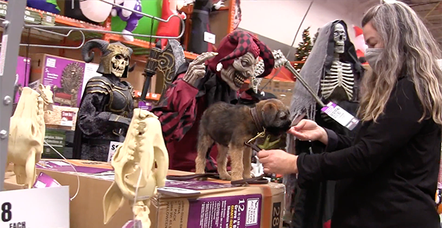 Ne laissez pas votre chiot se faire effrayer cet Halloween