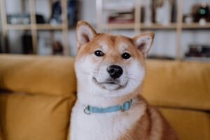 Guide d'un propriétaire d'animaux de compagnie pour réduire les effectifs