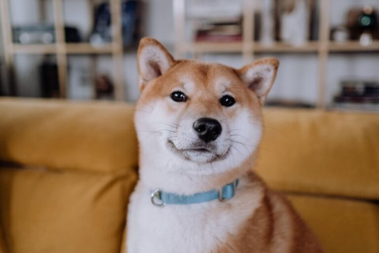 Guide d'un propriétaire d'animaux de compagnie pour réduire les effectifs