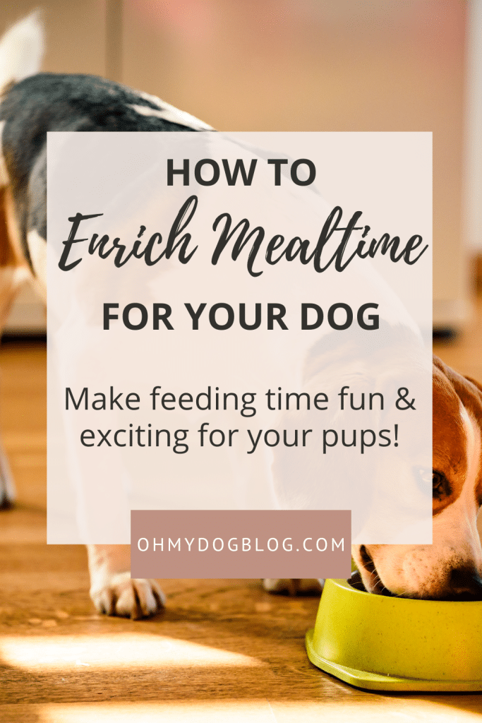 Enrichissement des repas pour votre chien