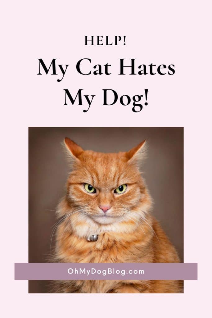 Aide! Mon chat déteste mon chien!