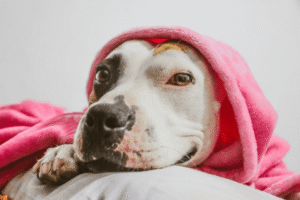 Comment démarrer une entreprise et accueillir un animal de compagnie dans la maison simultanément - Pibbles et plus de sauvetage d'animaux