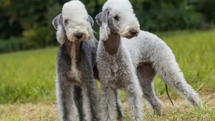 chiens hypoallergéniques