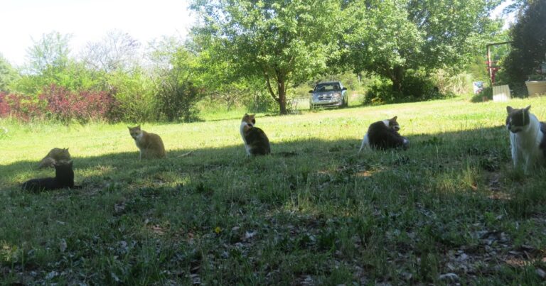 Margs Animals: Notre dernier article de blog.