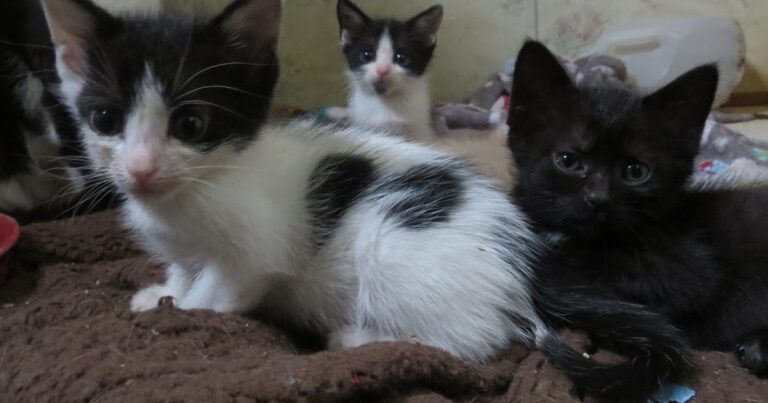 Kittens, j'ai dit à un peu de fib de l'arrêt du blog.