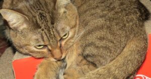 MaggieNewScratch2