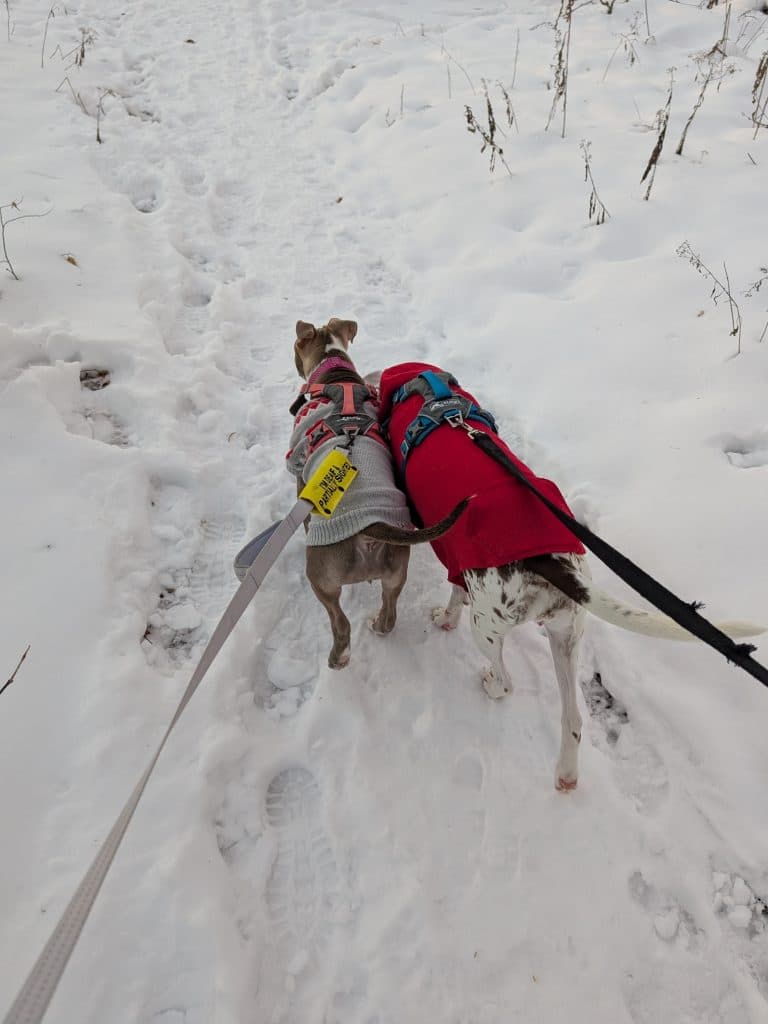 Mon cœur veut le printemps - oh mon chien!