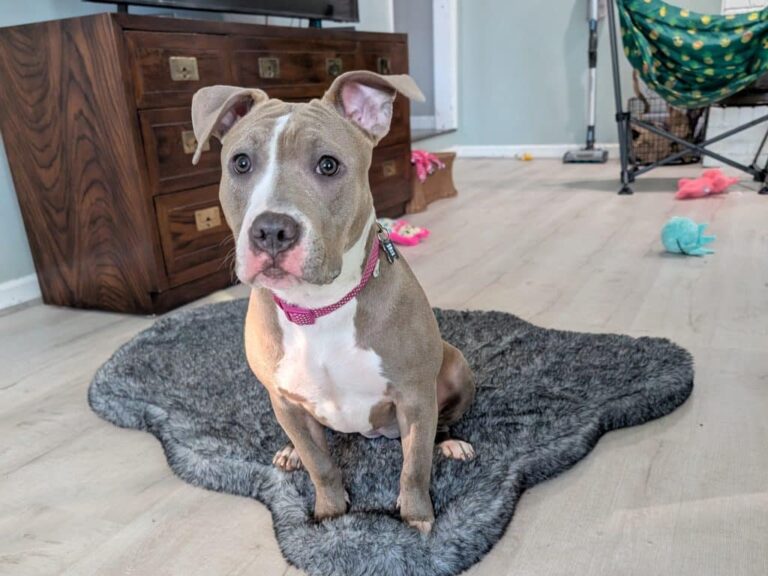 Un mois avec Stola - Oh mon chien! Il y a un mois, nous avons ramassé cette jolie Pittie.