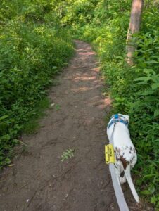Walks with Penny - Oh mon chien!