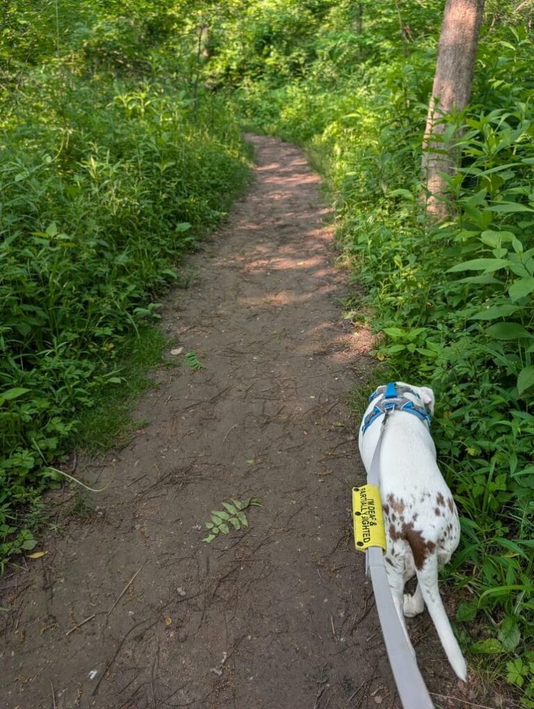 Walks with Penny - Oh mon chien!