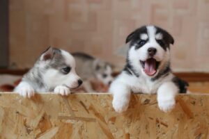 Comment aider avec les animaux de compagnie abandonnés et négligés - Pibbles et plus de sauvetage d'animaux