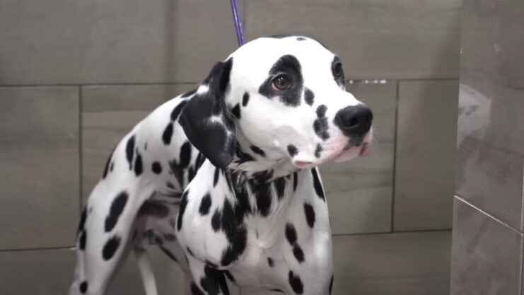 chiens actifs pour les compagnons