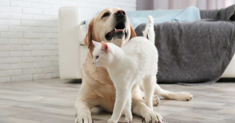 Rendre votre animal de compagnie est tout au sujet de répondre aux besoins (et de reconnaître les personnalités individuelles)