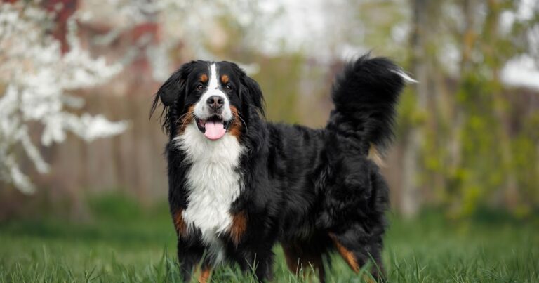 dog breeding future health welfare