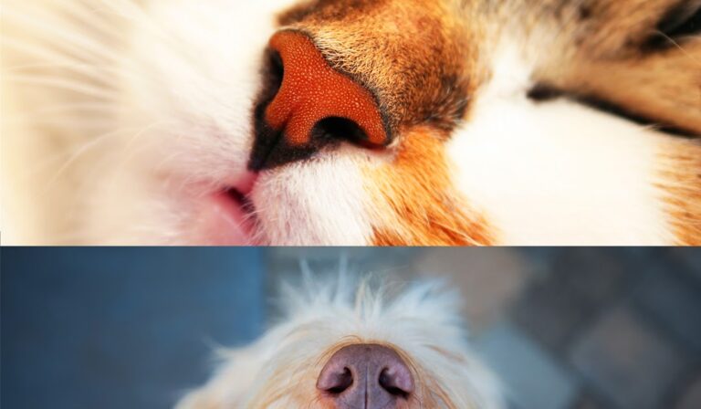 Le meilleur enrichissement pour votre chien et votre chat implique le nez