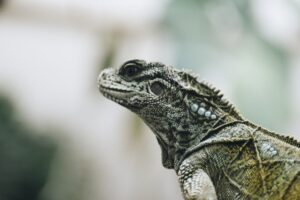 Essential pour les soins des reptiles - un tel américain