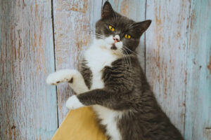 Choosing the Best Cat Scratching Post – Talis Us