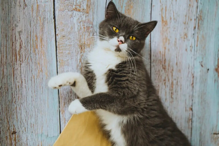 Choosing the Best Cat Scratching Post – Talis Us
