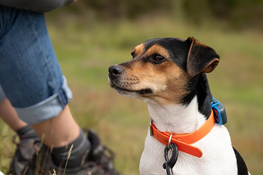 Protégez les Pattes de Votre Animal – Talis Fr