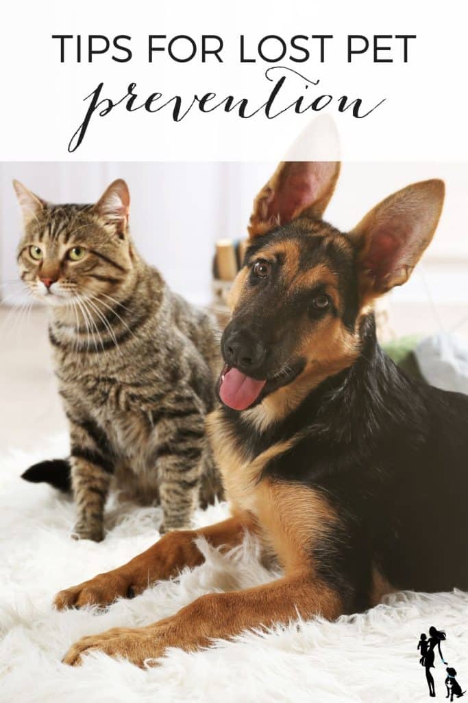 Conseils de prévention des animaux de compagnie perdus
