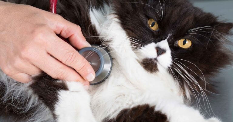 Votre présence aide-t-elle votre chat chez le vétérinaire?